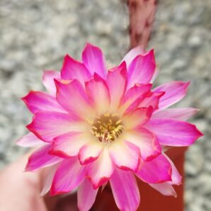 Chamaecereus hybrid Pan17.8.109 Prince. Доросла рослина