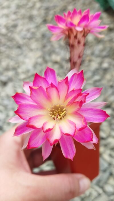 Chamaecereus hybrid Pan17.8.109 Prince. Доросла рослина