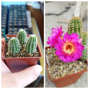 Chamaecereus hybrid Lincoln Prize