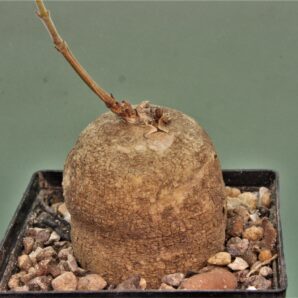 raphionacme-madiensis.-es20869-east-africa-green-purple-fl.-3