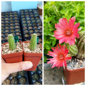 Chamaecereus hybrid Scarlatto