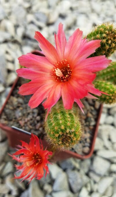 Chamaecereus hybrid Scarlatto - Зображення 3