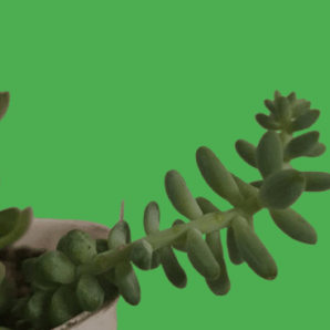 Sedum burrito, пагін 14 см