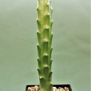 senecio-butleri-1