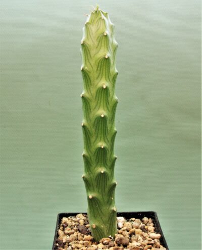 senecio-butleri-1