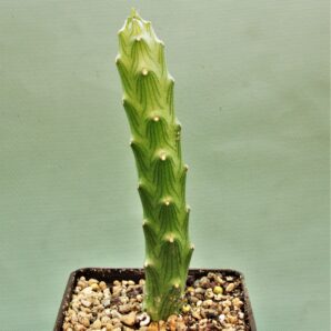 senecio-butleri-2