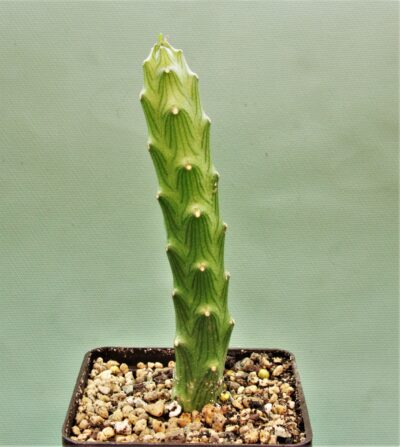 senecio-butleri-2