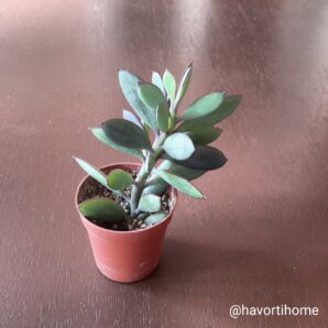 Senecio crasissimus