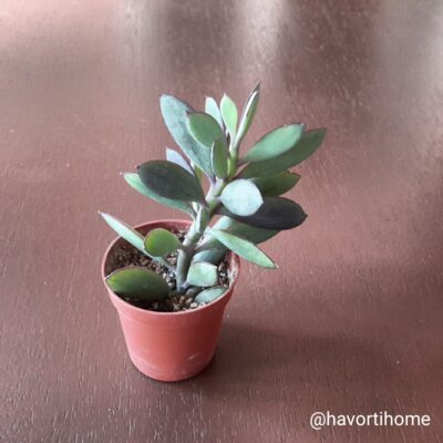 Senecio crasissimus