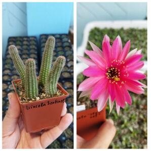 Chamaecereus hybrid Lincoln Sentinel