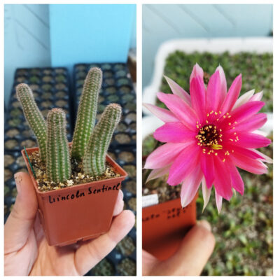 Chamaecereus hybrid Lincoln Sentinel