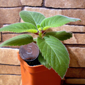 Sinningia douglasii