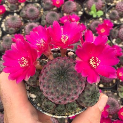 Sulcorebutia rauschii 'violacidermis' WR 289 - Зображення 3