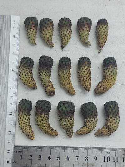 Sulcorebutia rauschii 'violacidermis' WR 289 - Зображення 2