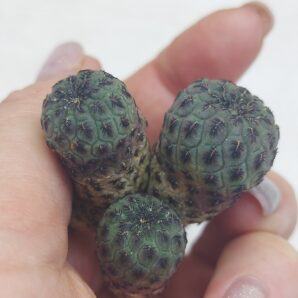 Sulcorebutia rauschii 'violacidermis' WR 289