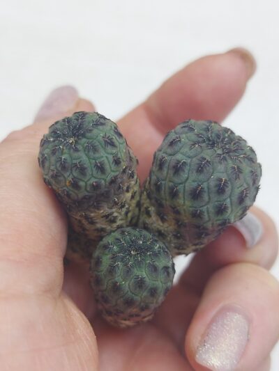 Sulcorebutia rauschii 'violacidermis' WR 289