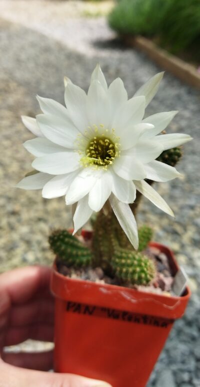 Chamaecereus hybrid Valentina - Зображення 3