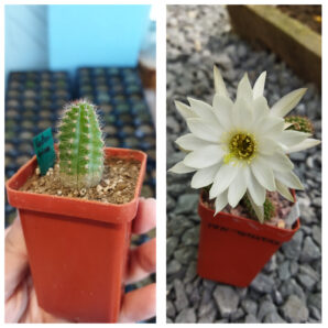 Chamaecereus hybrid Valentina
