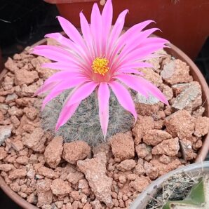 Mammillaria guelzowiana P 302