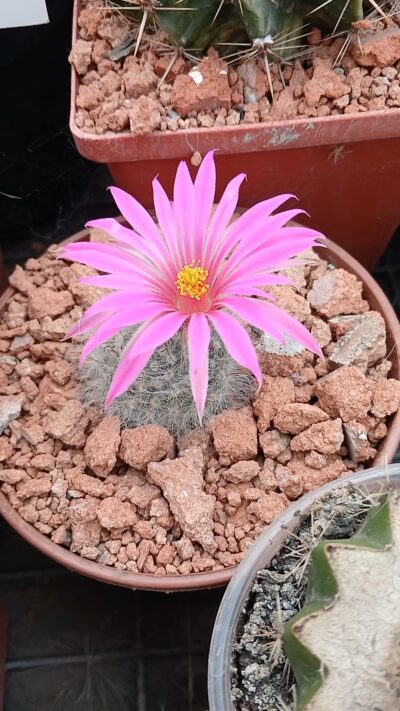 Mammillaria guelzowiana P 302