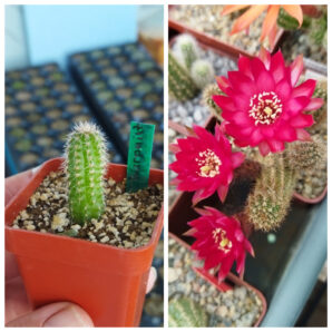 Chamaecereus hybrid Lincoln Warpaint