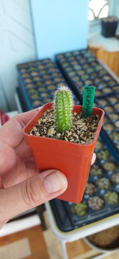 Chamaecereus hybrid Lincoln Warpaint - Зображення 2