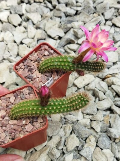 Chamaecereus hybrid Pan17.8.111 Nama - Зображення 2