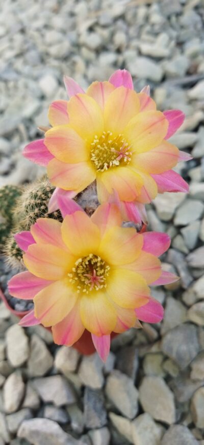 Chamaecereus hybrid Pan18.321.50 Borace - Зображення 3