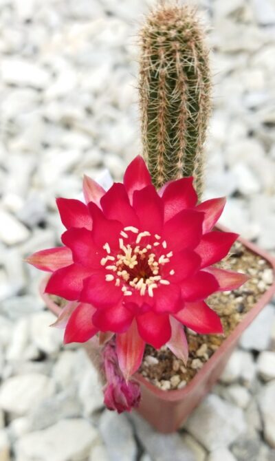 Chamaecereus hybrid Lincoln Warpaint - Зображення 3