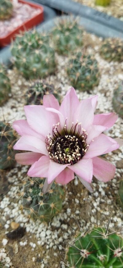 Lobivia jajoiana cv. Anemone. Дорослі рослини. - Зображення 3
