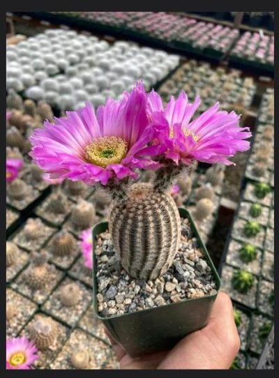 Echinocereus reichenbachii v. minor Koehres - Зображення 4