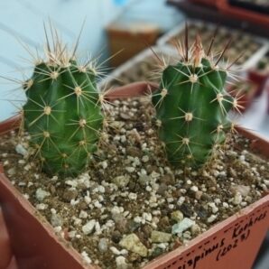 Echinocereus coccineus - v paucispinus, Koehres
