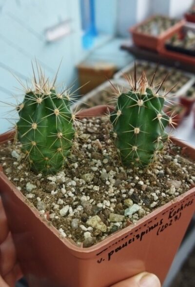 Echinocereus coccineus - v paucispinus, Koehres