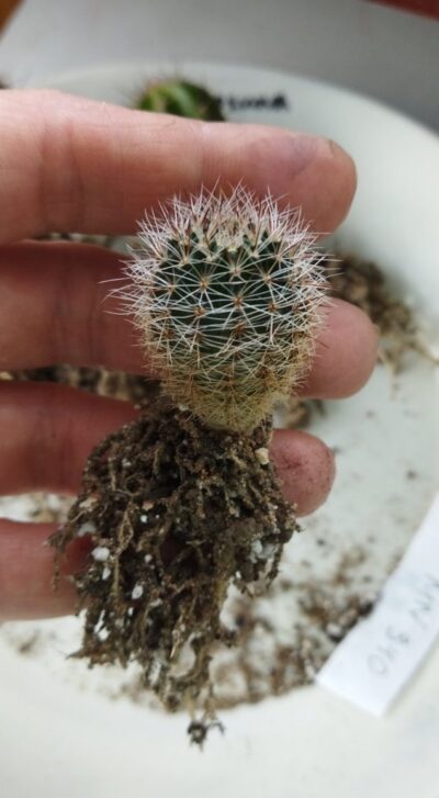 Lobivia haematantha v. densispina MN 340. - Зображення 2