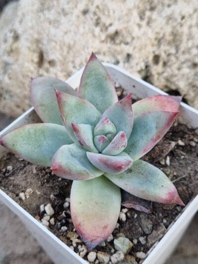Echeveria agavoides Maria