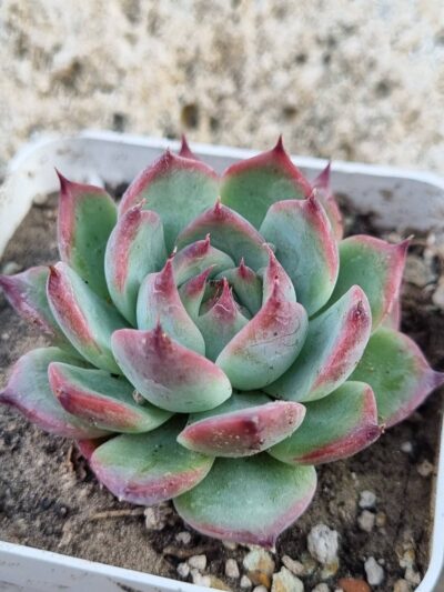 Echeveria Chihuahuensis Ruby Blush