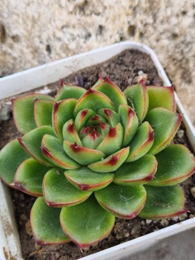 Echeveria Wildfire
