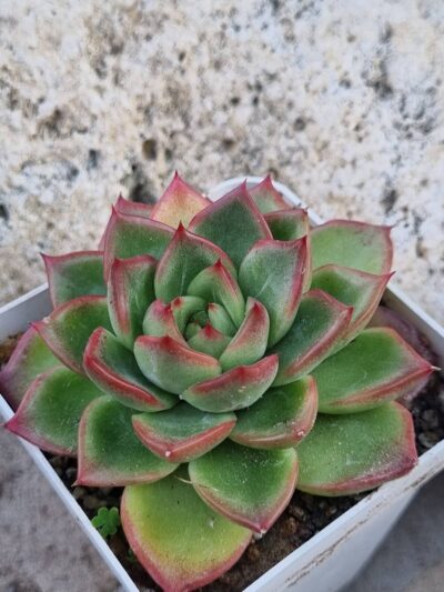 Echeveria Angela Star