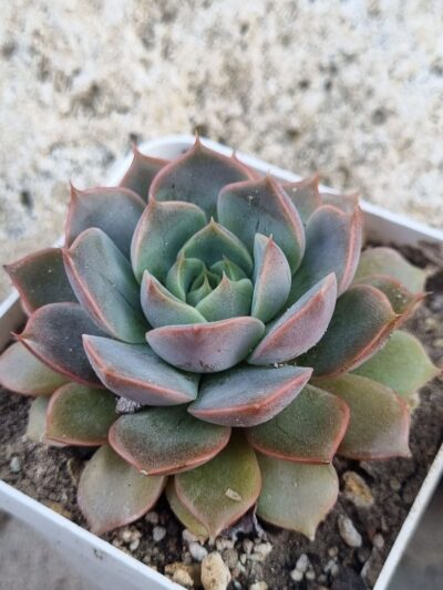 Echeveria Dark Ice