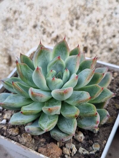 Echeveria Star Mark
