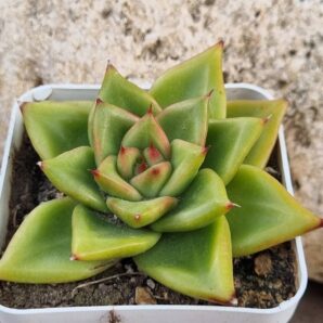 Echeveria agavoides Red Tip