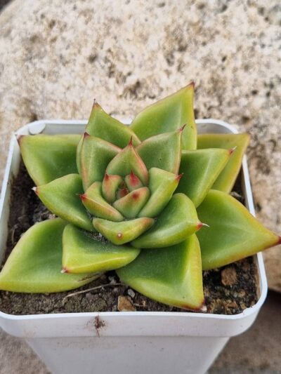 Echeveria agavoides Red Tip