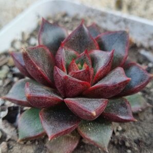 Echeveria purpusorum Red