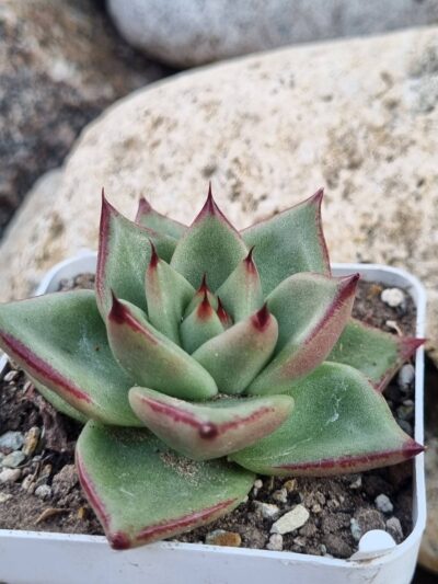 Echeveria Red Edge - Зображення 2