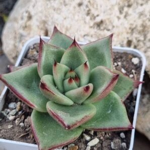 Echeveria Red Edge