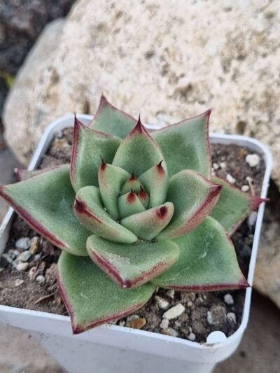 Echeveria Red Edge