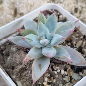 Echeveria Mexican Giant