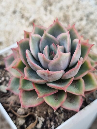 Echeveria Egger rose