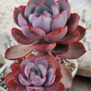 Echeveria Hera