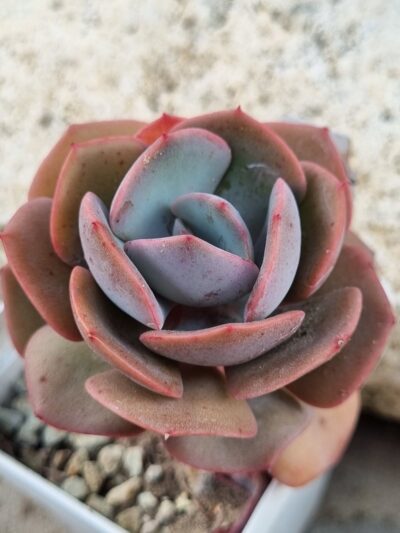 Echeveria Dustu Rose